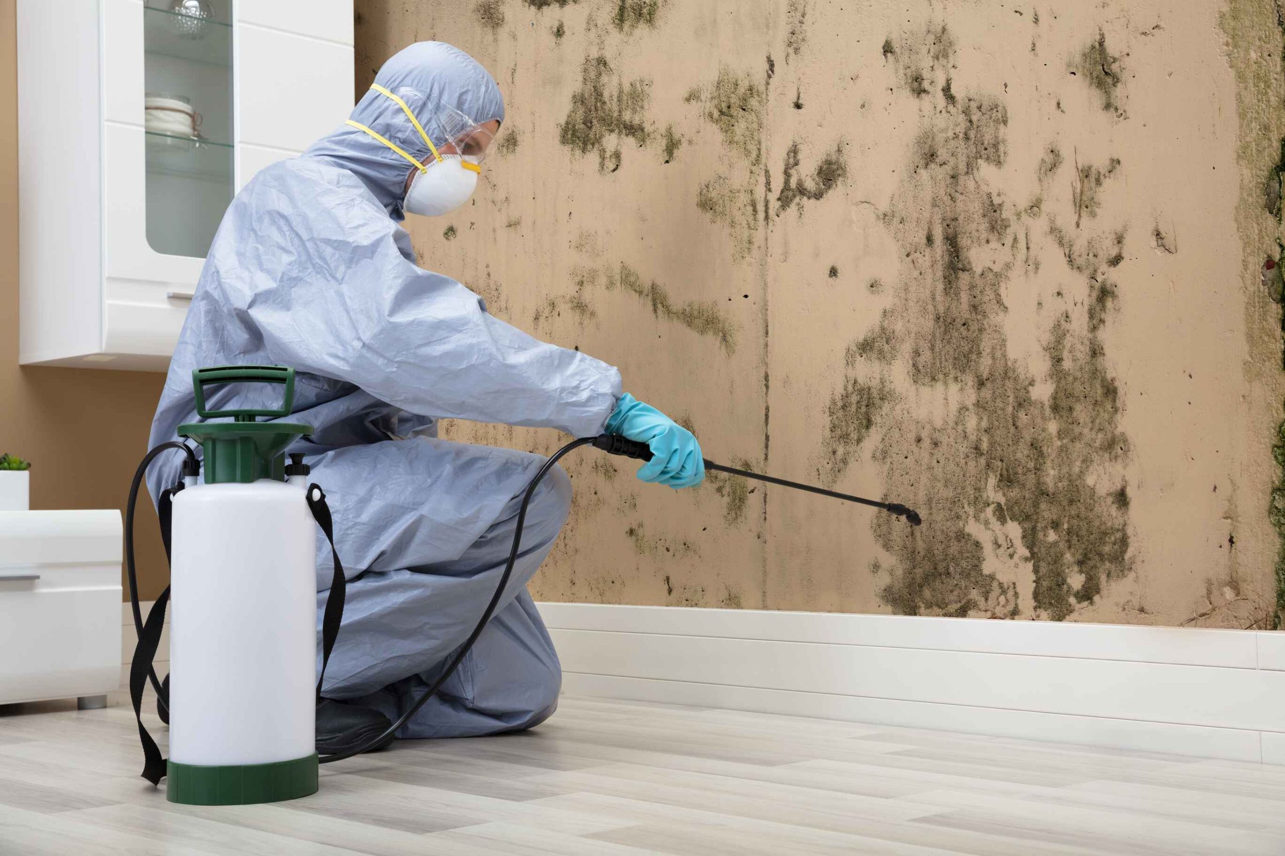 Mould Remediation